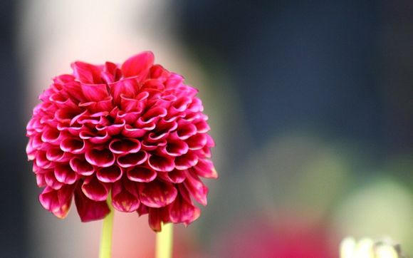 功放rf什么意思